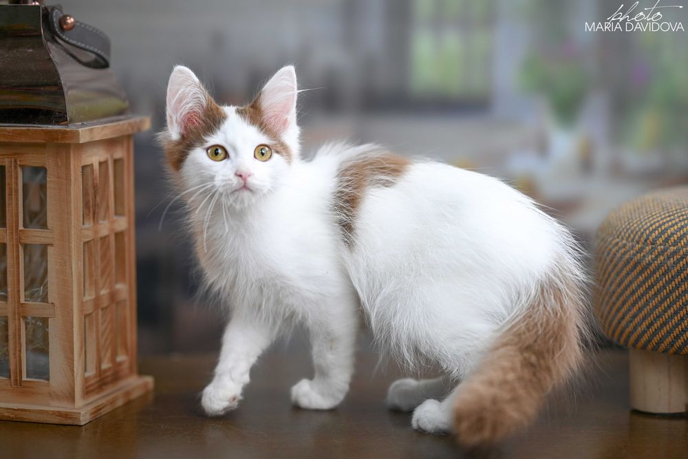 Редчайший цинамон! Харизматичный котёнок ищет дом!