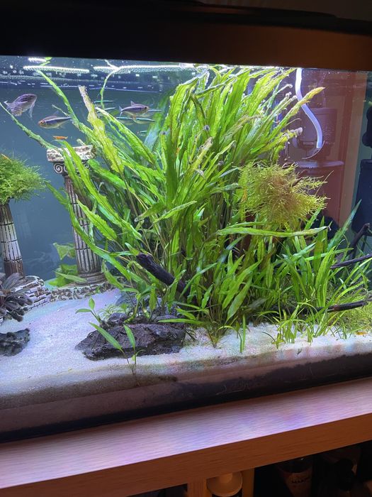 Cryptocoryne 4 sadzonki