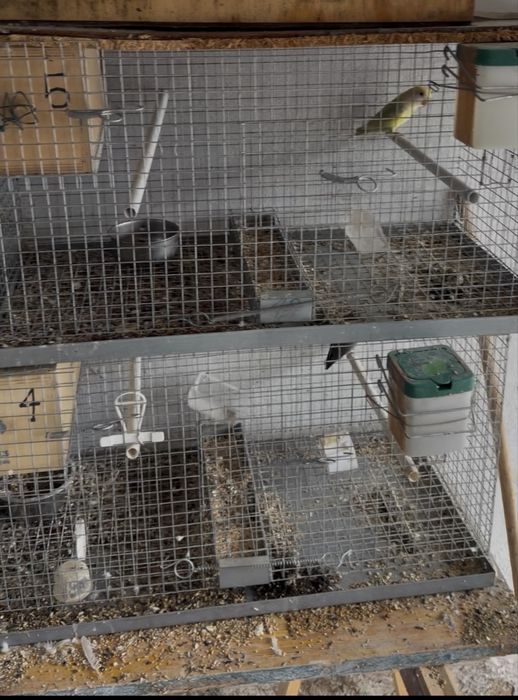 Casais de agapornis e periquitos reprodutores