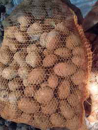 Ziemniaki Soraya sadzeniak
