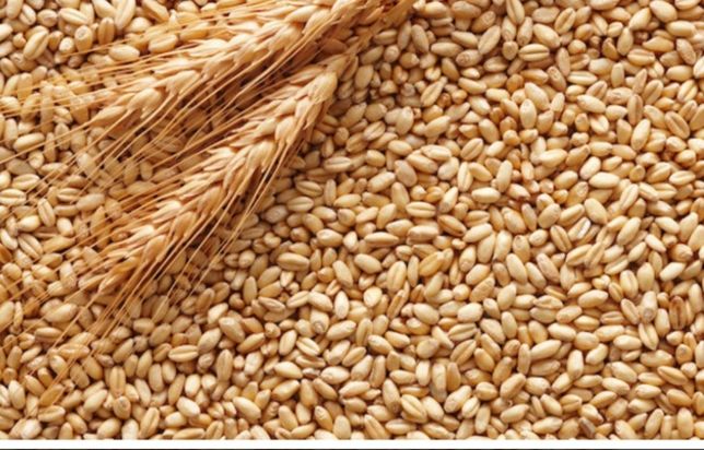 Продам пшеницю 10 тонн