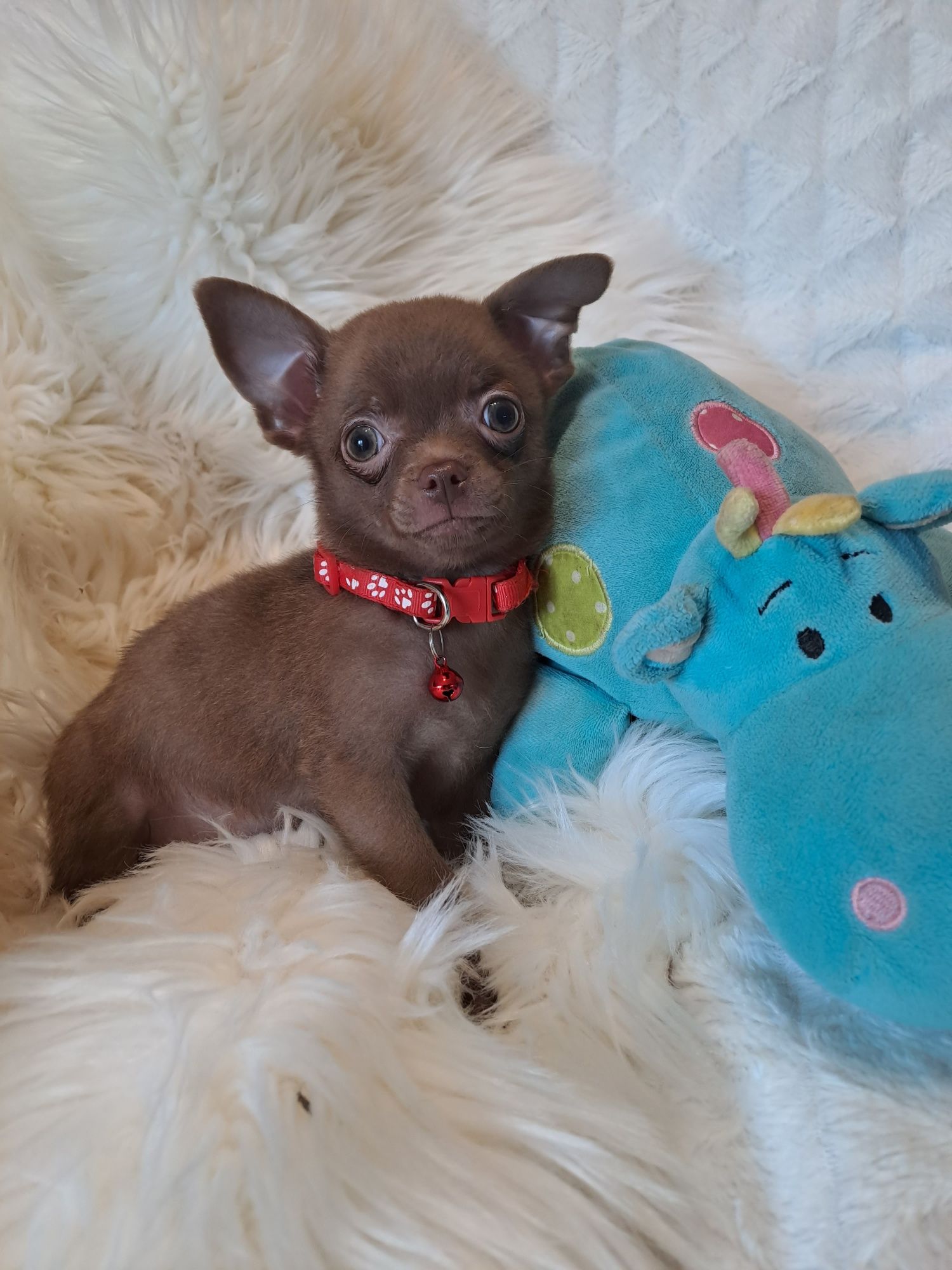 **MAYBI**chihuahua piesek choco gotowy do odbioru