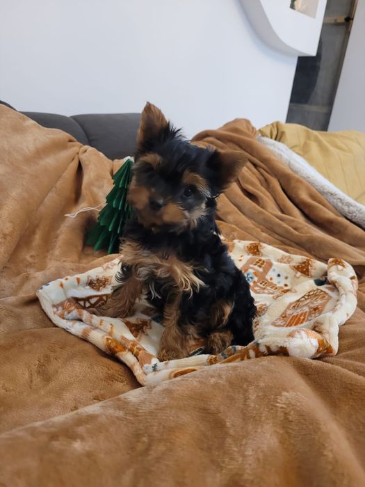 Yorkshire Terrier, piesek, chłopiec york