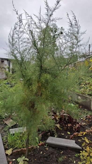 Тамарикс (Бісерник)