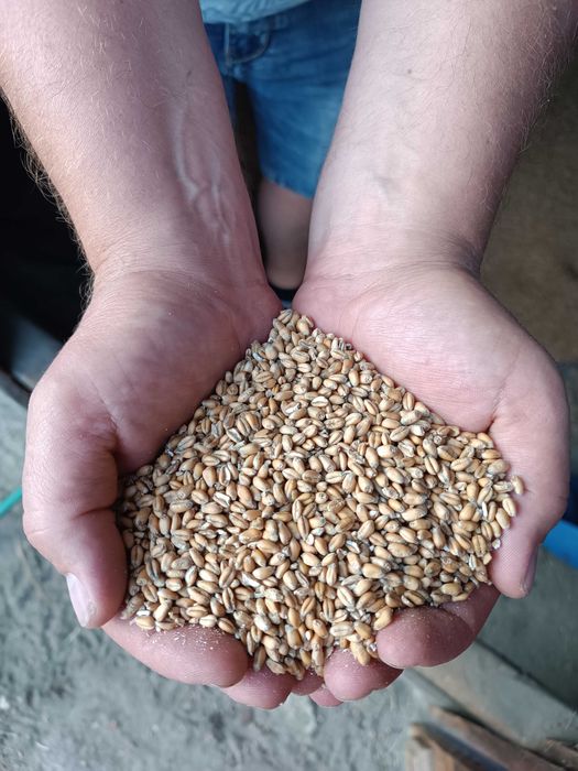 Pszenica tegoroczna ozima