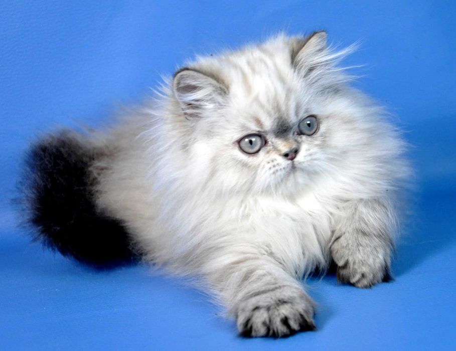 Мальчик перс коассического типа сил линкс поинт