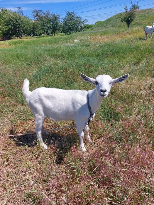 Продам дойную козочку и козлят ,обращаться по номеру +38 0664869041