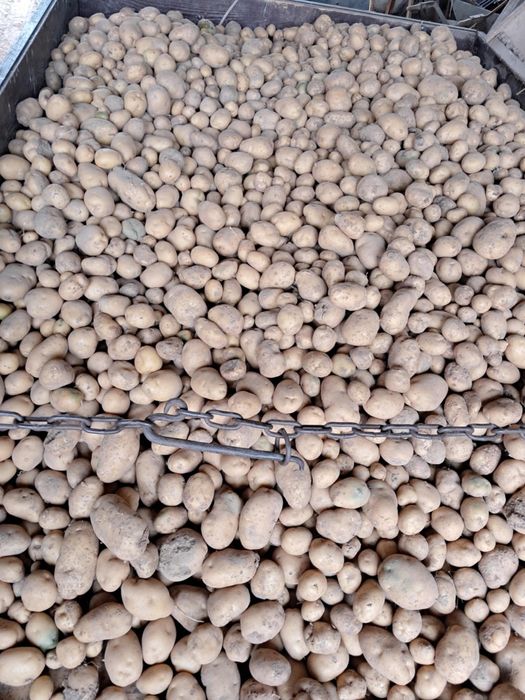 Sprzedam ziemniaki 2zł