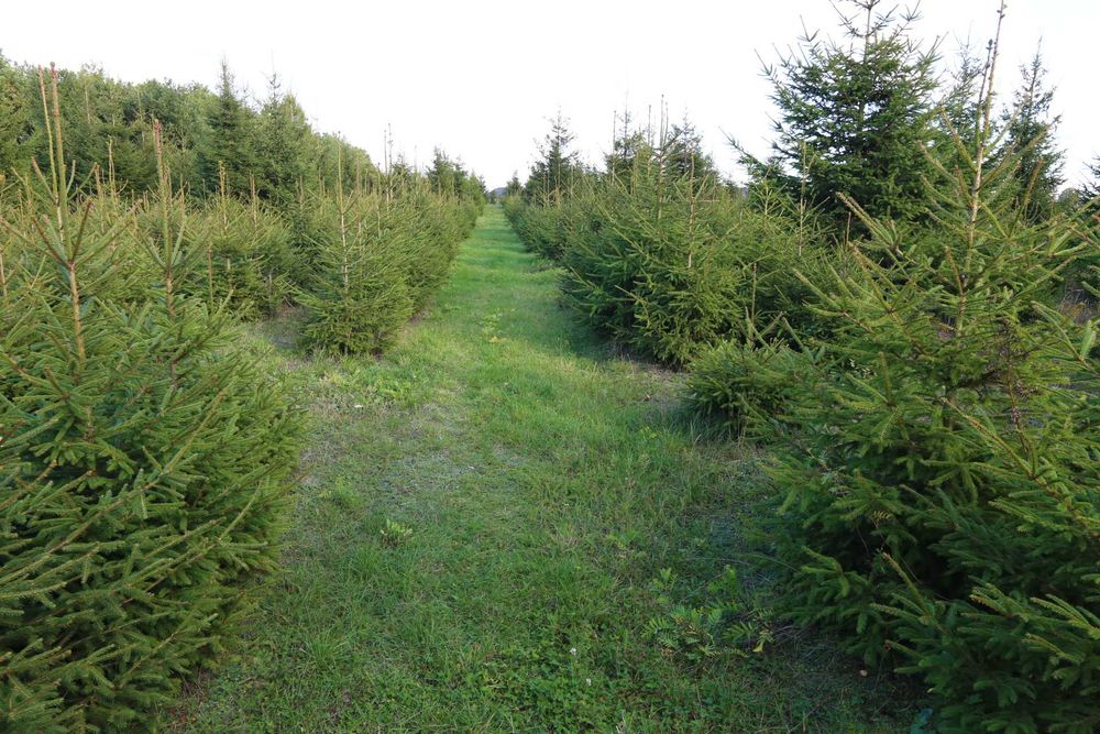 CHOINK świerka pospolitego