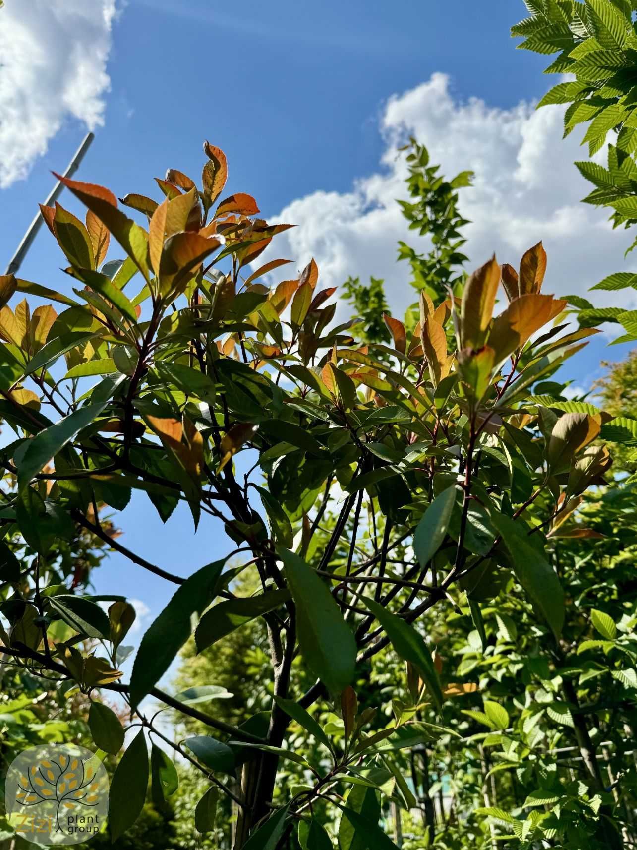Photinia fraseri Red Robin, Głogownik Frasera, pień 180cm
