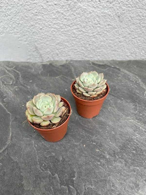 Сукулент Ехеверія Клара (Echeveria clara)