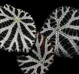 Вegonia Arachnoidea. Бегония Arachnoidea