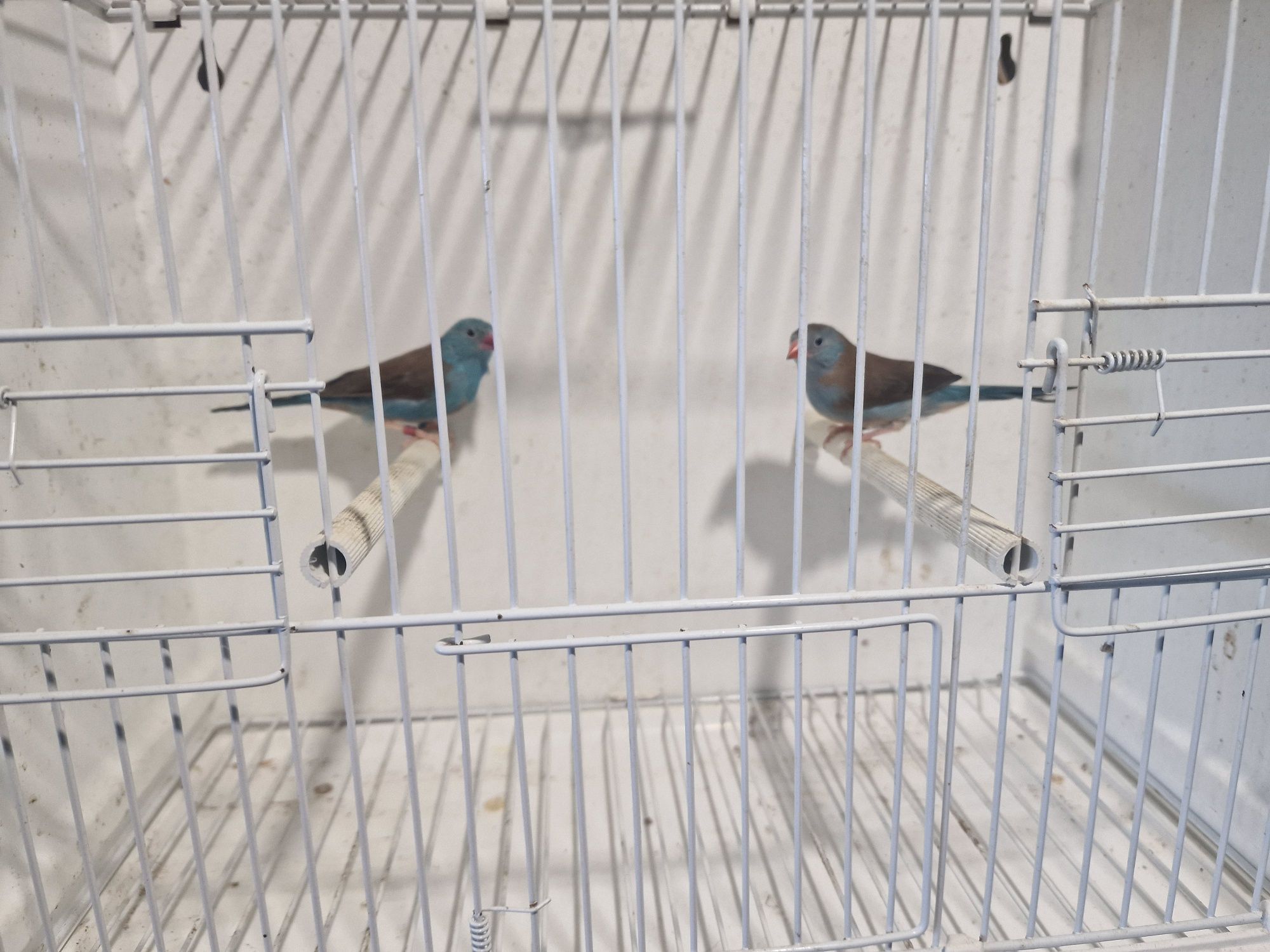 Peito-Celeste (Uraeginthus Cyanocephalus)