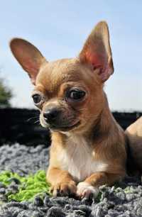 Chihuahua lilack