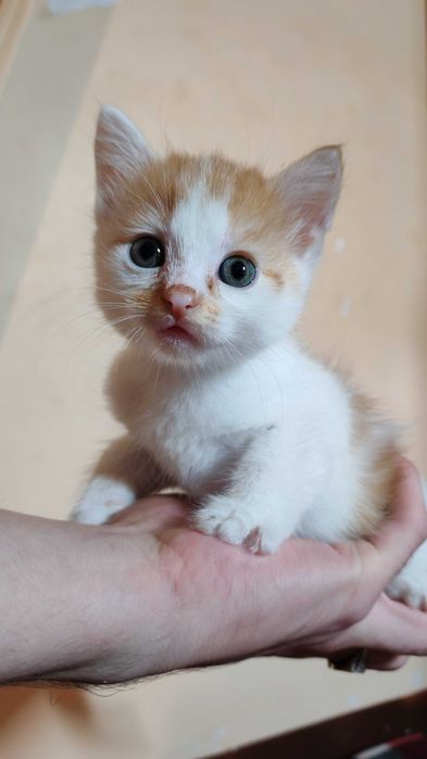 Руда киця шукає домівку