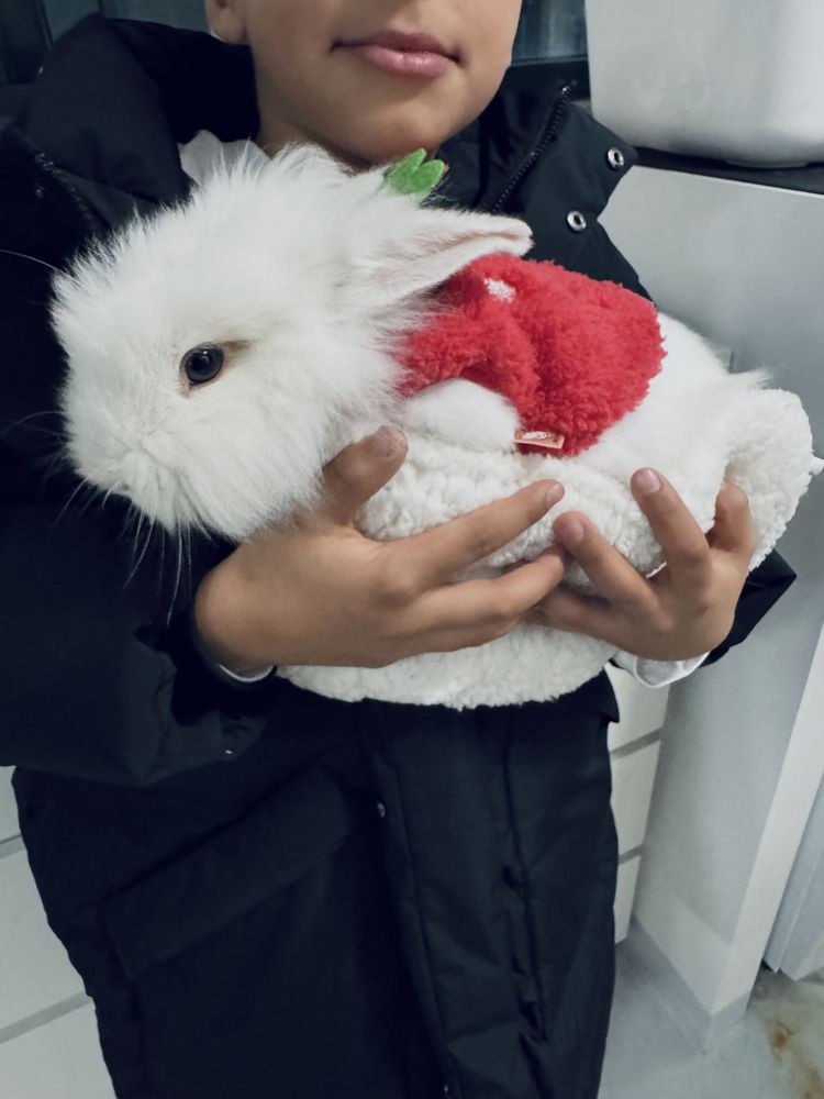 coelho suiço 5 meses