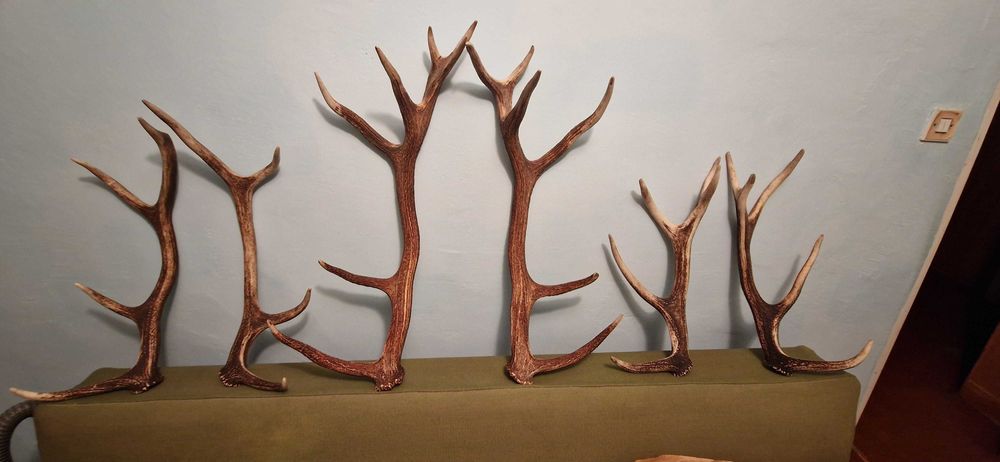 Sprzedam poroże rogi jelenia. Komplet
Sprzedam 3 pary poroża jelenia.