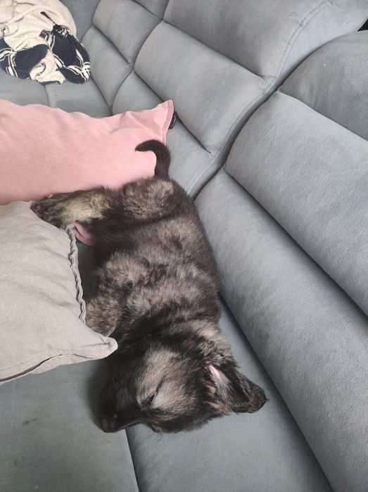 Rezerwacja Owczarek Niemiecki Staroniemiecki samiec Fenrir