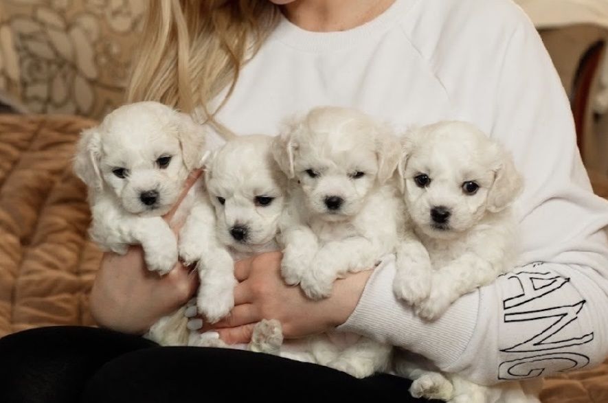 Елітні цуценята бішон фрізе (bichon frise).