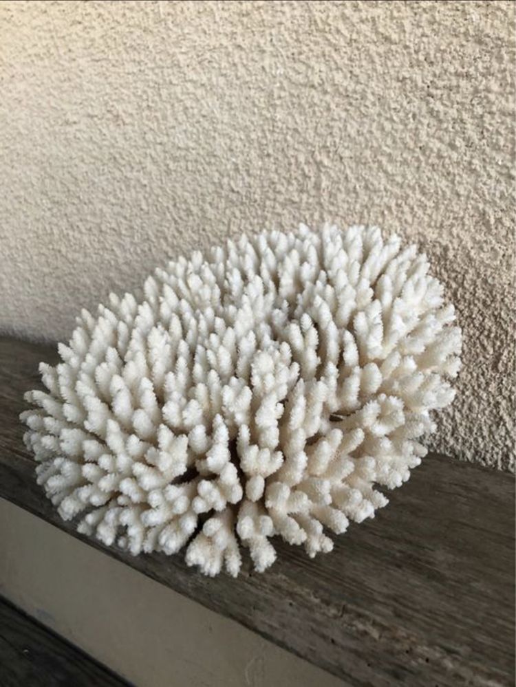 Coral branco - Acropora hyacinthus