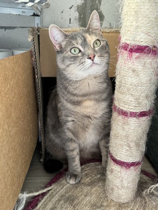 Киця в добрі руки