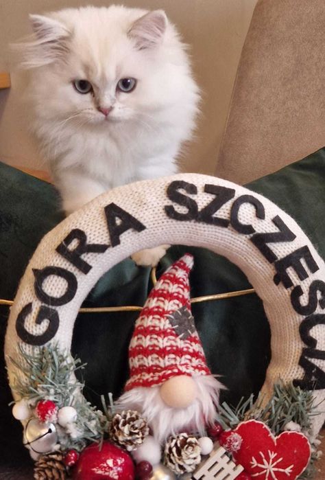 Koty Brytyjskie  z rodowodem