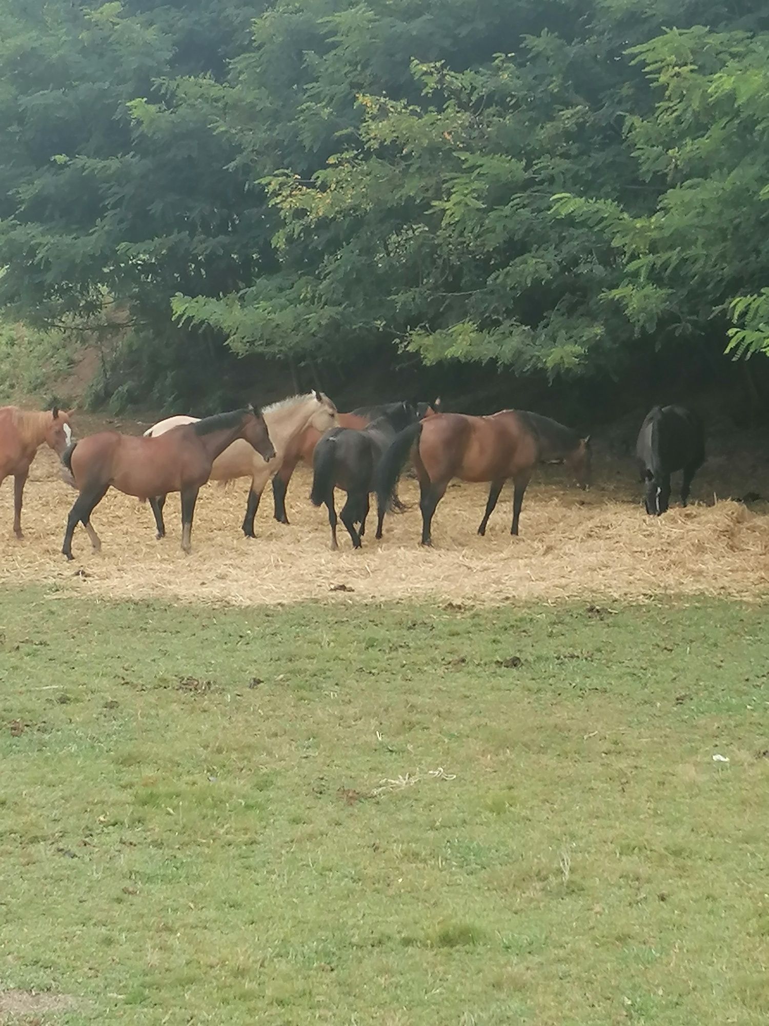 Cavalos em campo