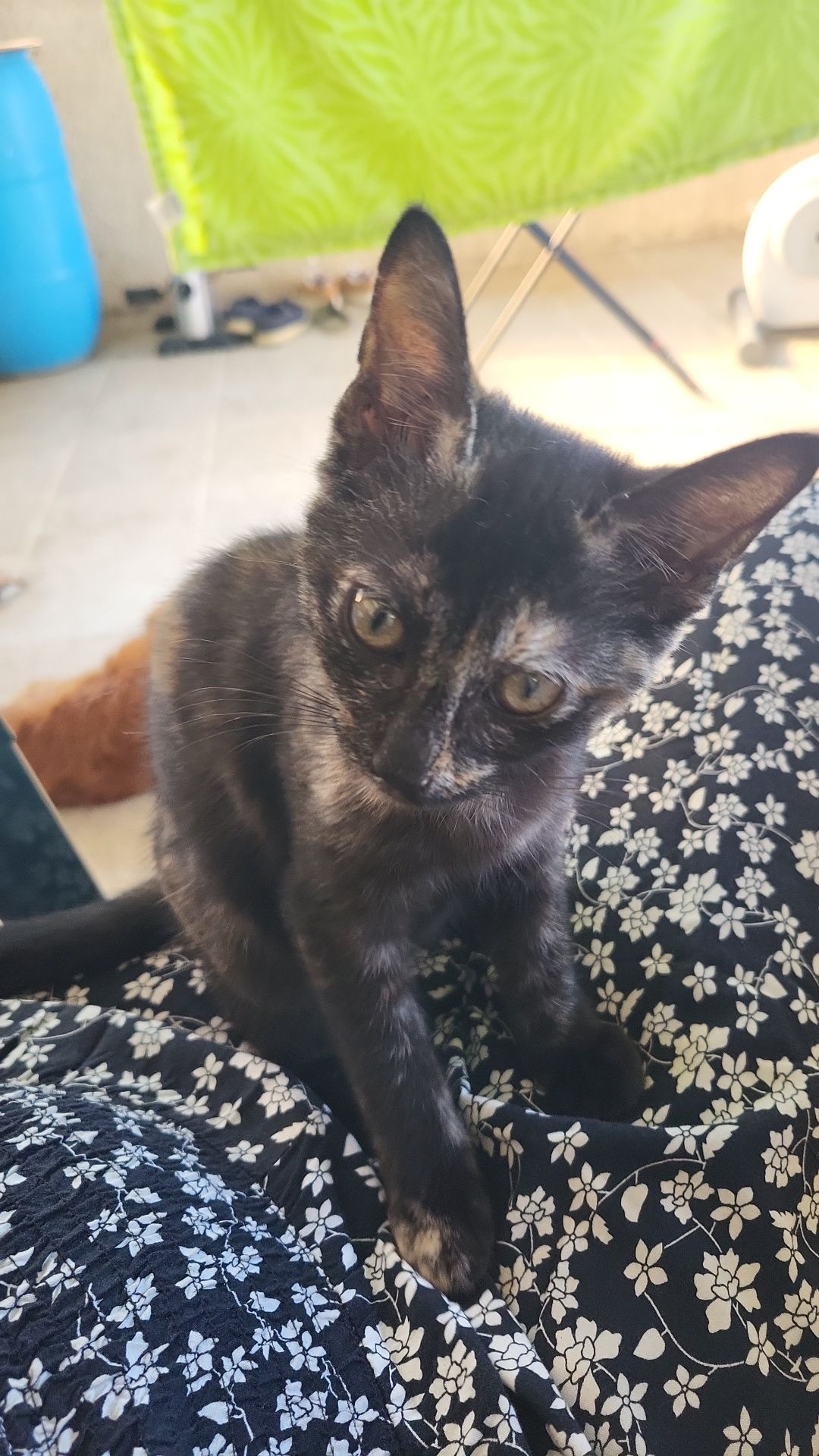 Gatinha para adotar