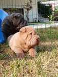 Sharpei macho para reserva