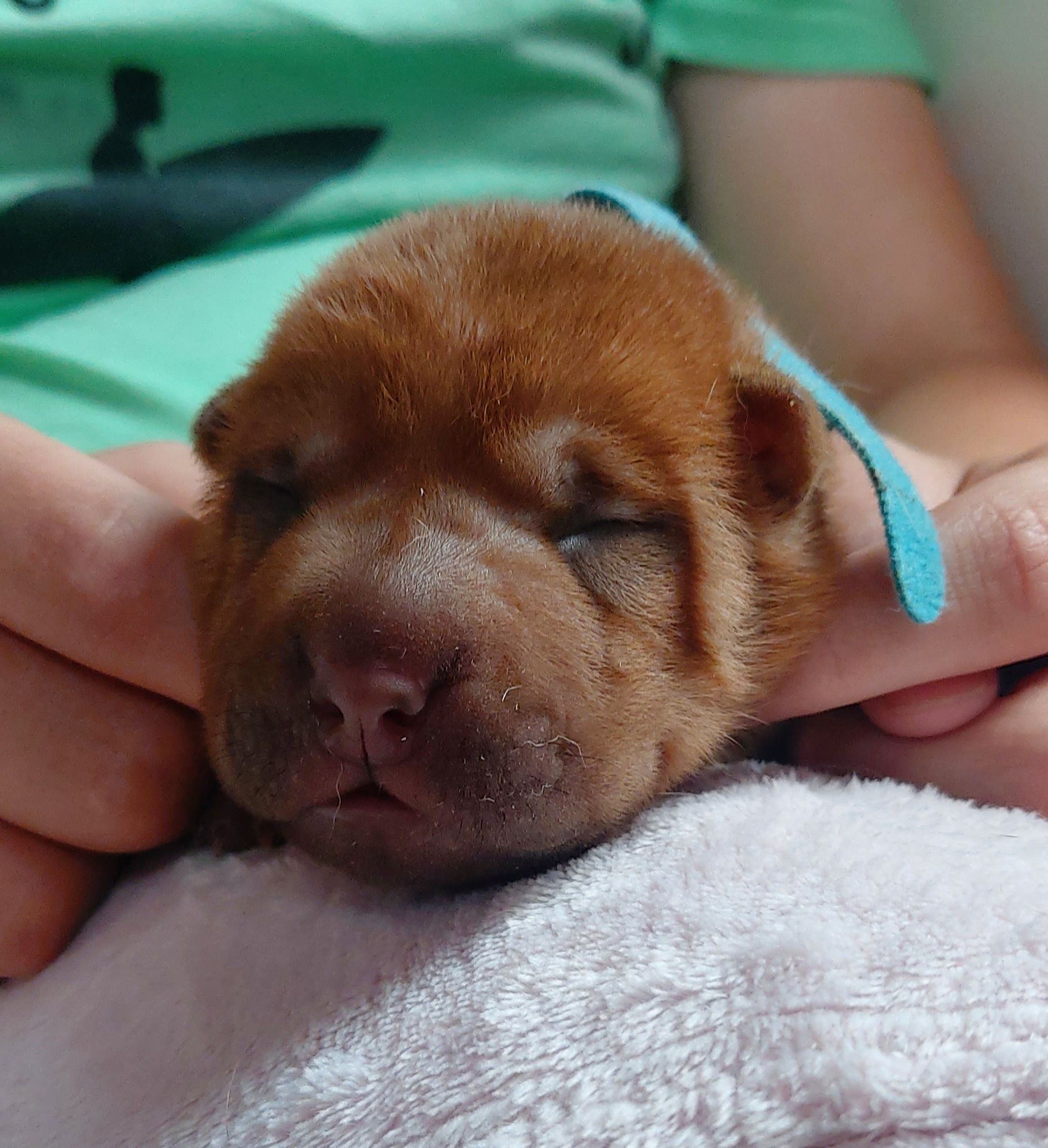 Szczeniak shar pei z rodowodem