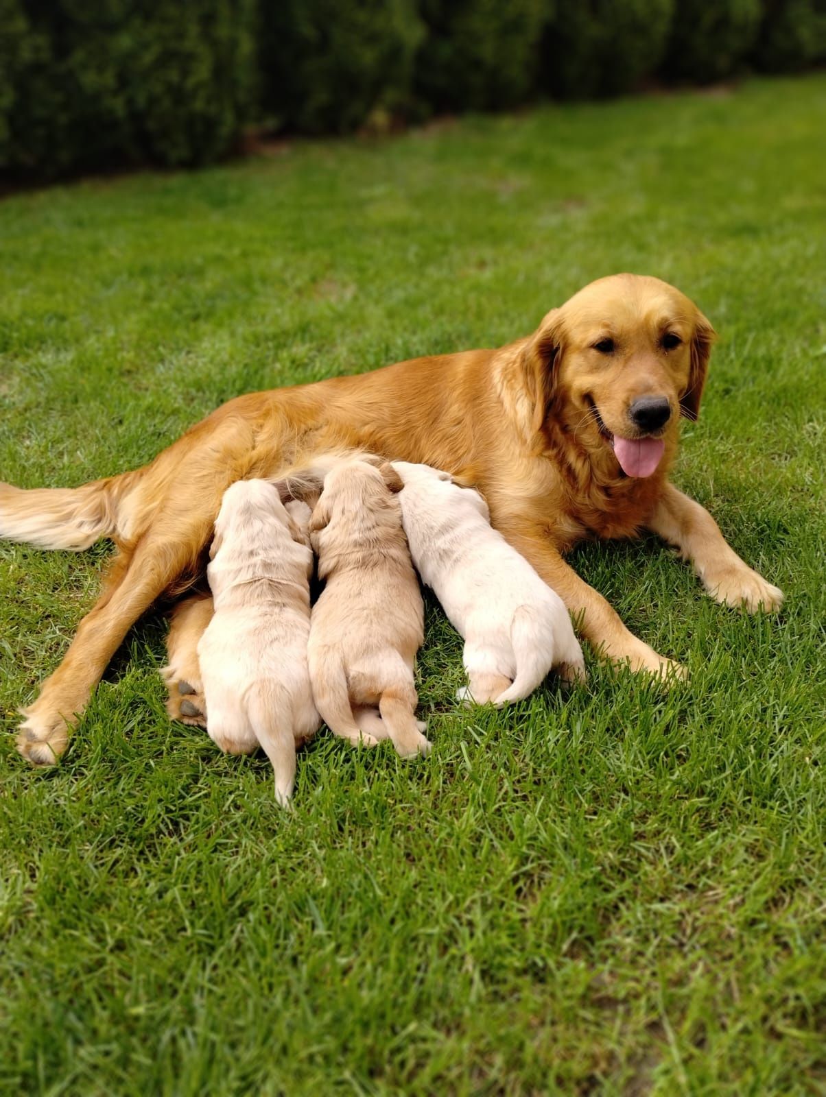 Golden Retriver szczeniak