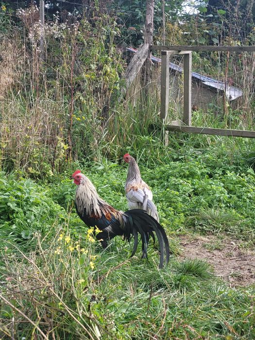 zmienią kurnik młode  feniks cena 100 zł parka