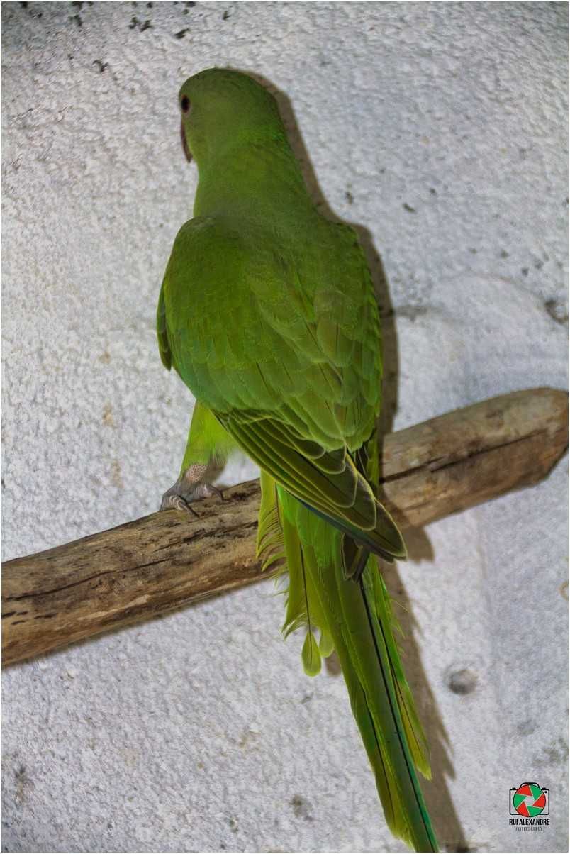 Ring Necks varias mutações