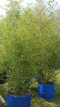 Bambus Phyllostachys Bisetti, Phyllostachys Aureosulcata f. Aureocauli
