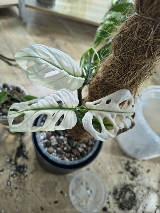 Monstera rezerwacja