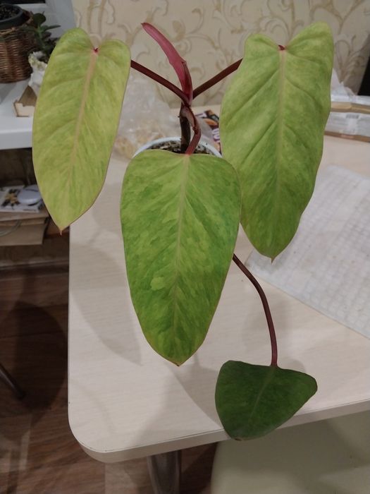 Квіти кімнатні на обмін