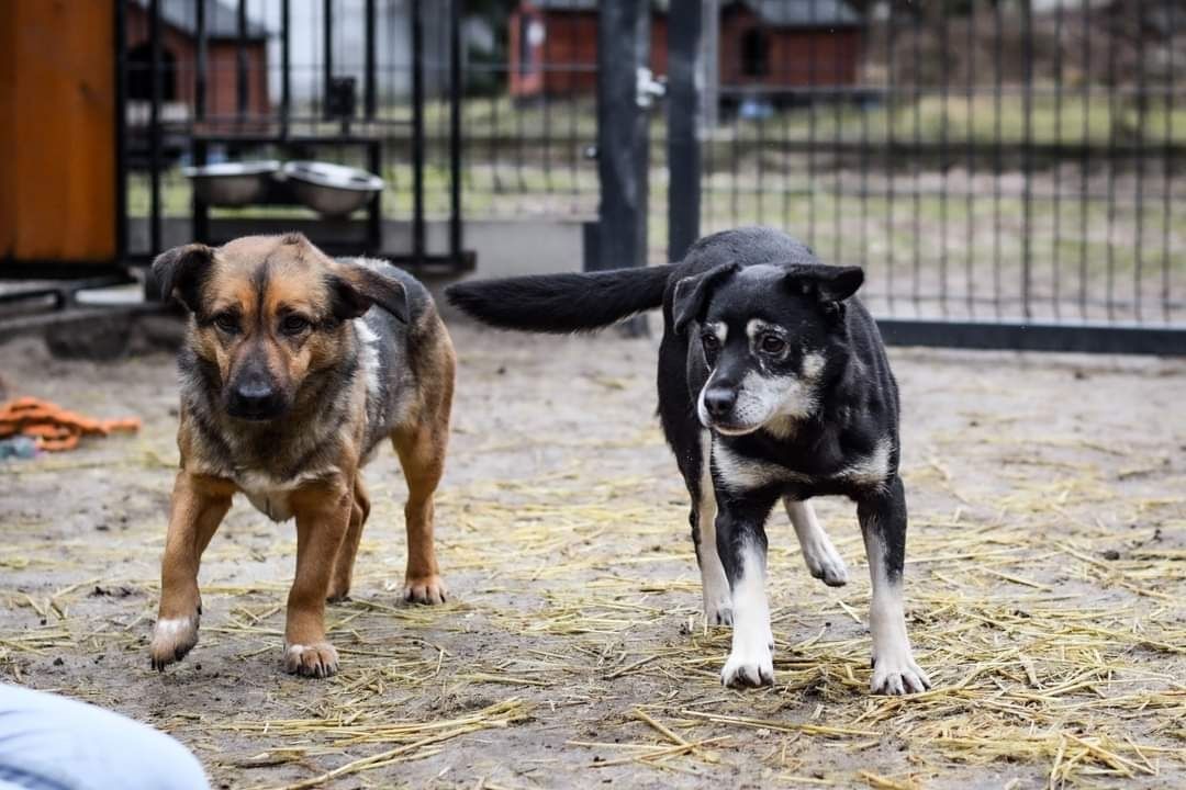 Malutki słodziutki psiak szuka domu! Pies do adopcji