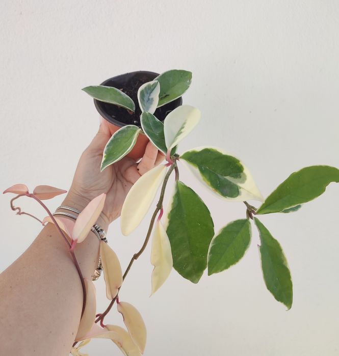 Hoya Krimson Queen - Flor de Cera