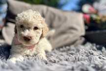 Suczka Lagotto Romagnolo Jaśmnika ZKwP/ FCI