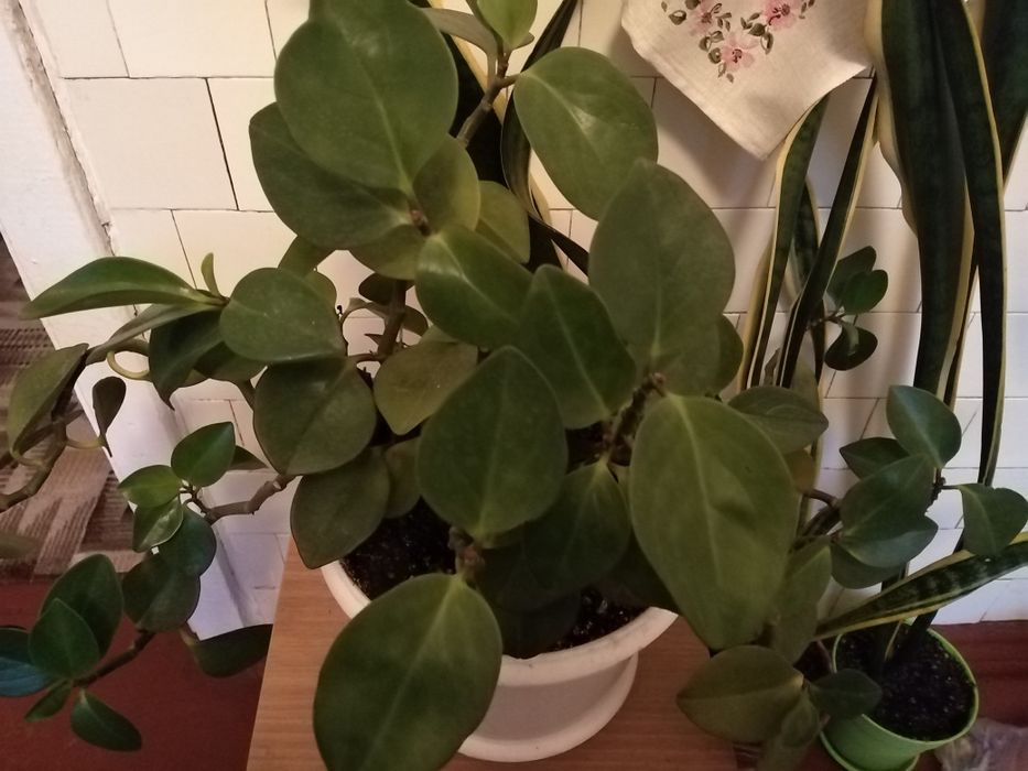 Паперомия цветок молодой