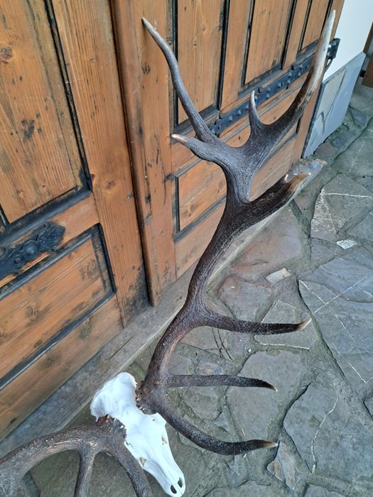 Wieniec 8kg poroże rogi zrzuty