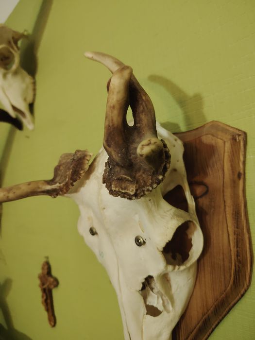 Poroże daniela jelenia myłkusa