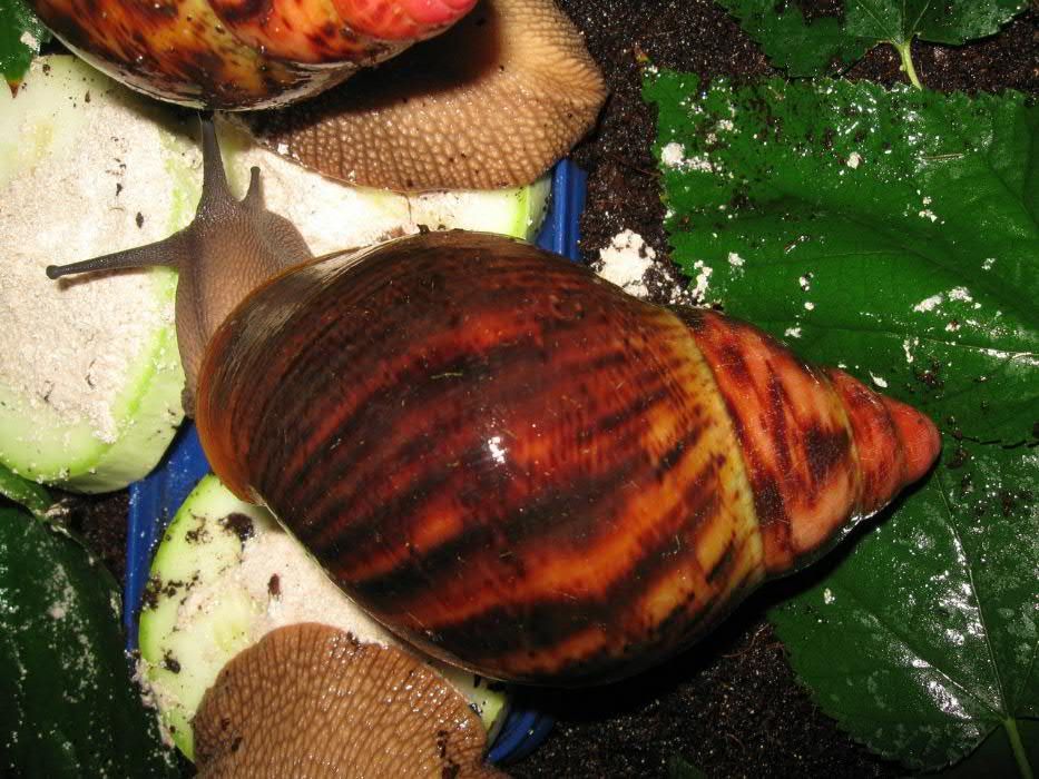 Кладка Сухопутной Улитки Архахатина Маргината Сутуралис