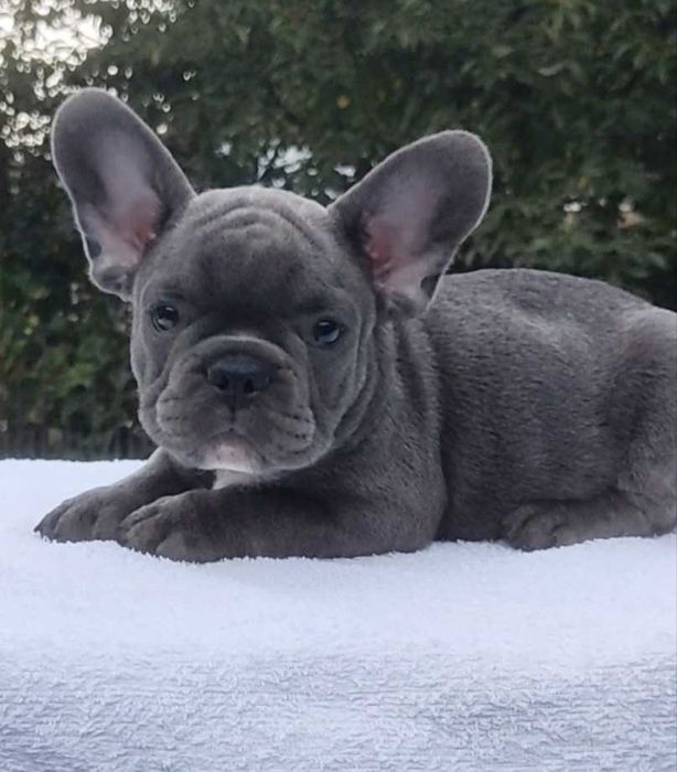 Мальчики и девочки французского бульдога