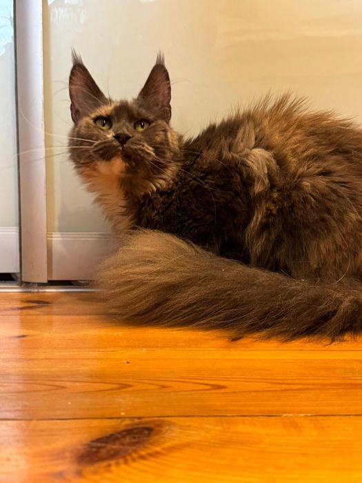 Kotka MCO po sterylizacji maine coon