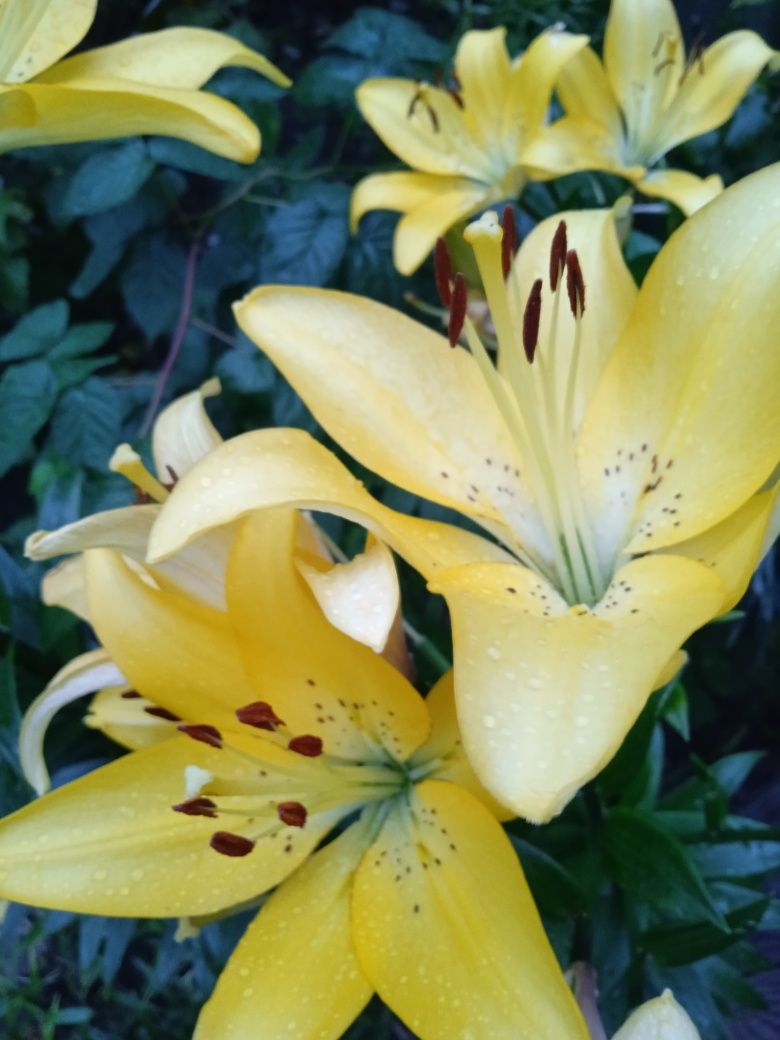 Лілія жовта квіти лилия