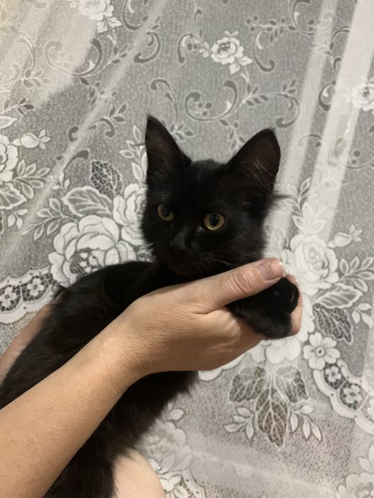 Чорний котик, дівчинка, віддам в добрі руки