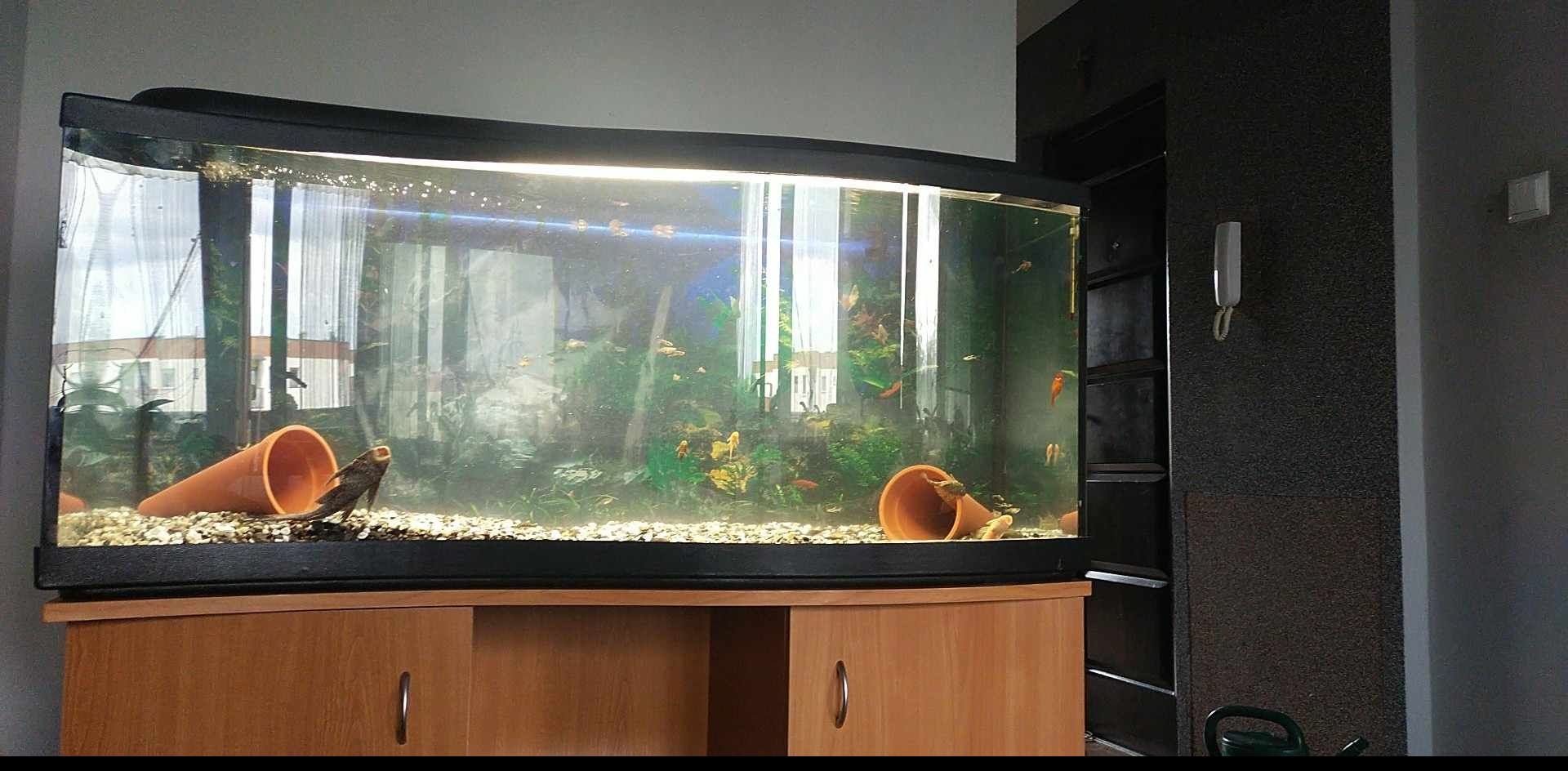 Akwarium 240 litrów fala