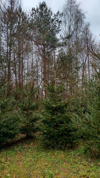 Żywe choinki na święta