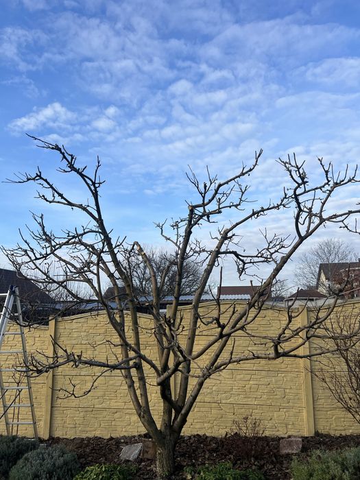 Обприскування та обрізка вашого саду